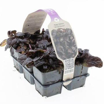 Ajuga reptans 'Atropurpurea'