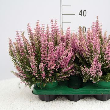 Erica gracilis BEAUTY QUEEN MIX