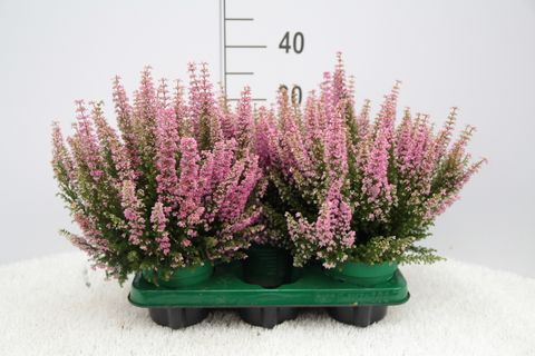 Erica gracilis BEAUTY QUEEN MIX