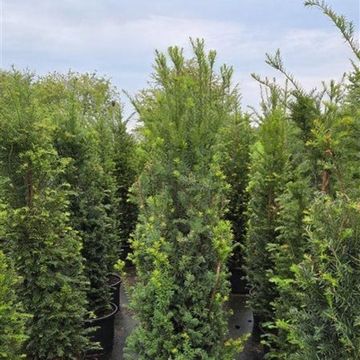 Taxus baccata