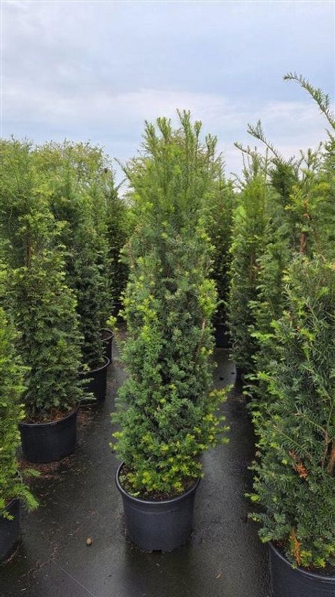 Taxus baccata