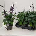 Salvia guaranitica 'Purple & Bloom'