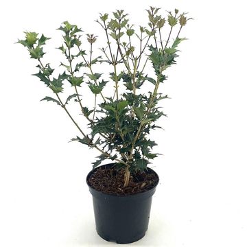 Osmanthus heterophyllus