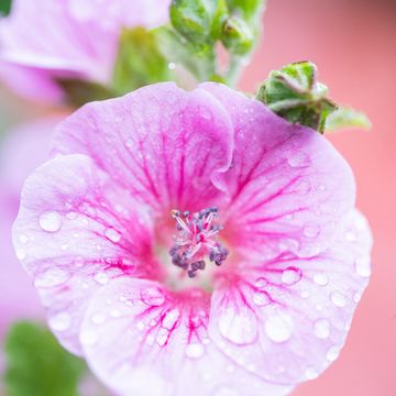 Anisodontea COTTON CANDY PINK