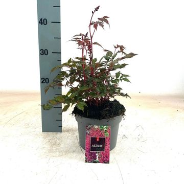 Astilbe chinensis 'Pumila'