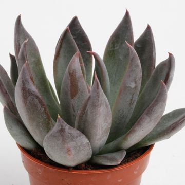 Echeveria 'Joost'