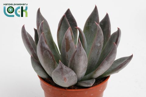 Echeveria 'Joost'