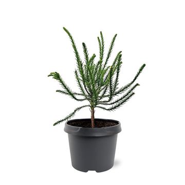 Cryptomeria japonica 'Dacrydioides'