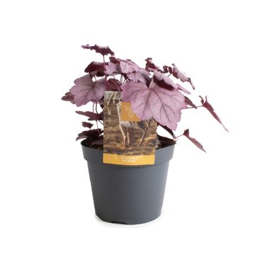 Heuchera 'Pink Panther'
