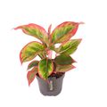 Aglaonema 'Cadmium Red'