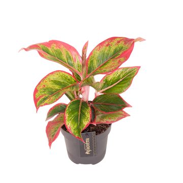 Aglaonema 'Cadmium Red'