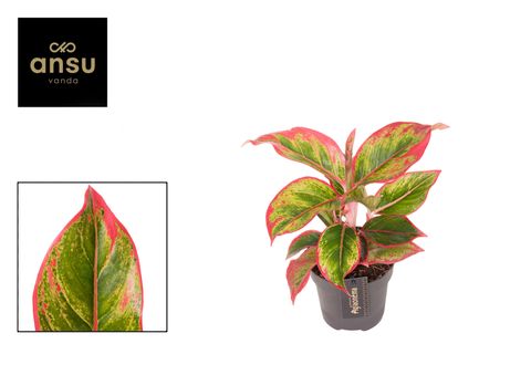 Aglaonema 'Cadmium Red'