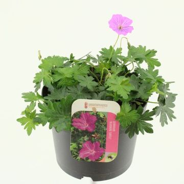 Geranium 'Blushing Turtle'