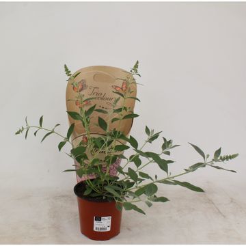 Buddleja davidii MIX