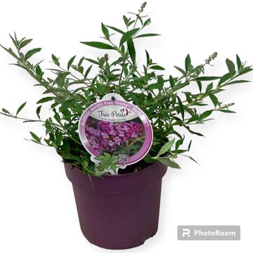 Buddleja FREE PETITE DARK PINK