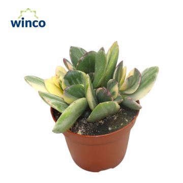 Crassula ovata 'Variegata'