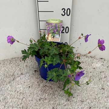 Geranium 'Bloom Me Away'