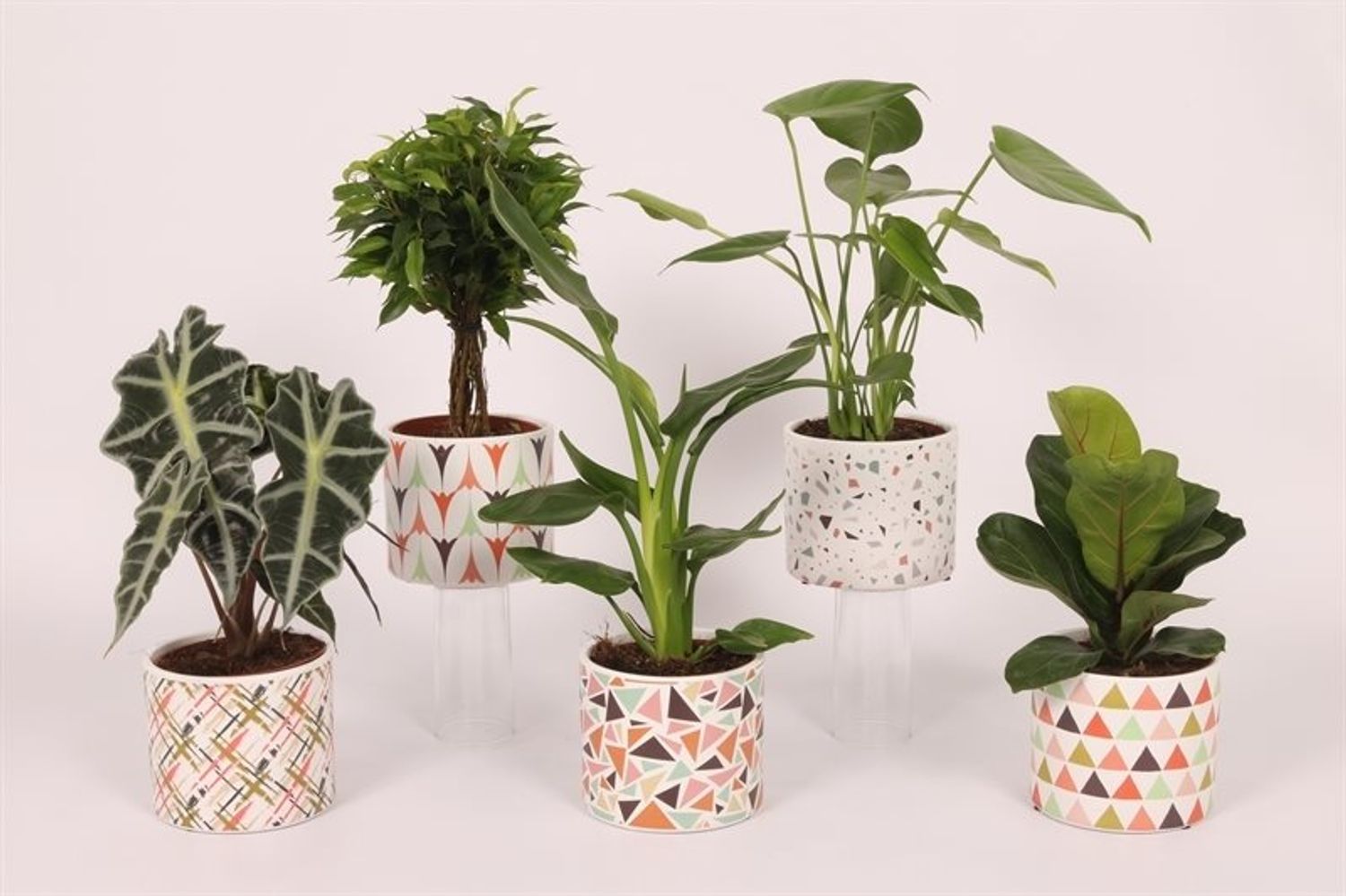 Houseplants MIX — Plant Wholesale FlorAccess