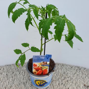 Solanum lycopersicum 'Andine Cornue'