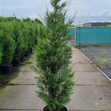x Cupressocyparis leylandii 'Tweeduizendéén'