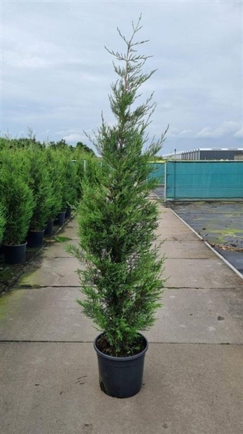 x Cupressocyparis leylandii 'Tweeduizendéén'