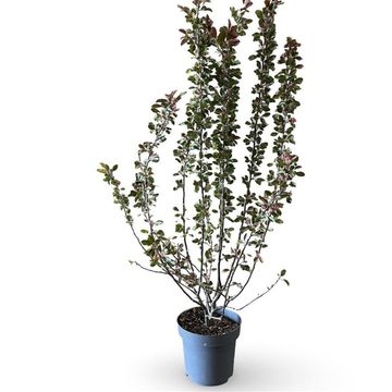 Malus toringo 'Scarlett'