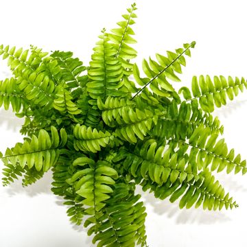 Nephrolepis exaltata 'Bostoniensis'