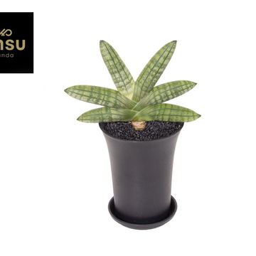 Sansevieria 'Inti Mini No.5'