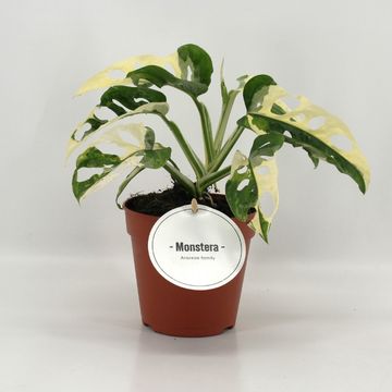 Monstera adansonii 'Variegata'