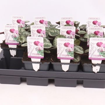 Cyclamen coum 'Marbled Leaf Pink'