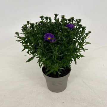 Aster ALPHA DARK PURPLE LAUNCH