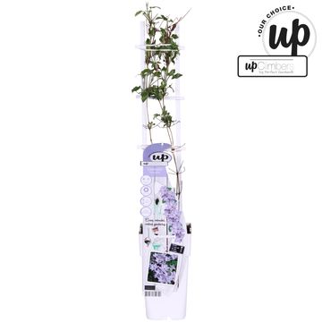 Clematis TRANQUILLITÉ