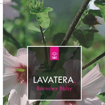 Lavatera 'Barnsley Baby'