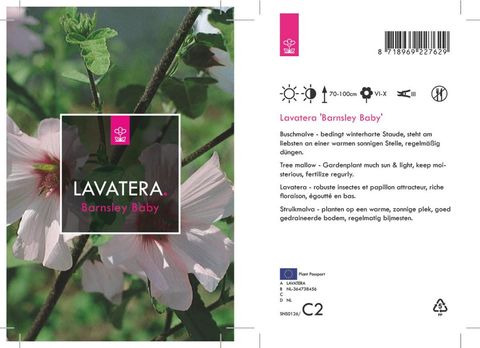 Lavatera 'Barnsley Baby'