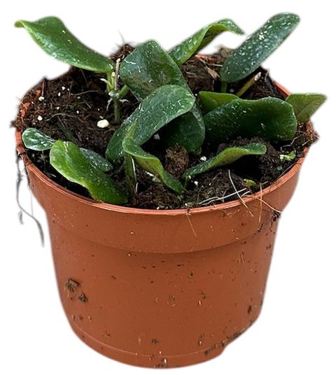 Hoya rotundiflora