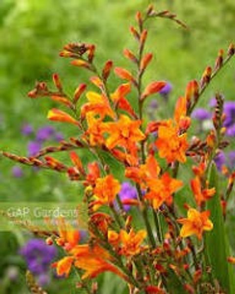 Crocosmia 'Fire Jumper'