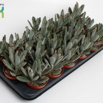 Kalanchoe tomentosa