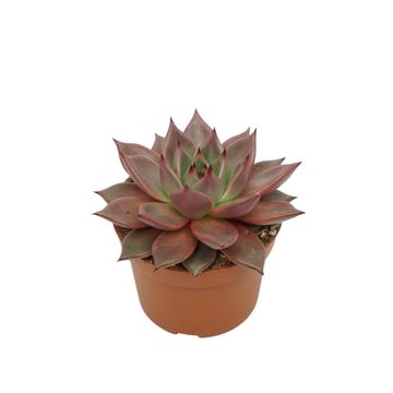 Echeveria 'Taurus'