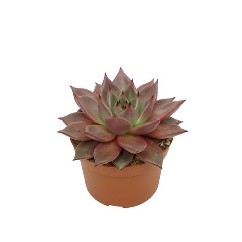 Echeveria 'Таурус'