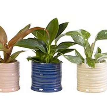 Філодендрон MIX