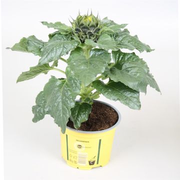 Helianthus annuus 'Sunsation'