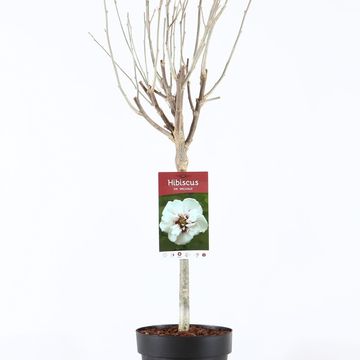 Hibiscus syriacus 'Speciosus'