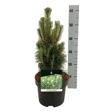 Pinus nigra 'Richard'