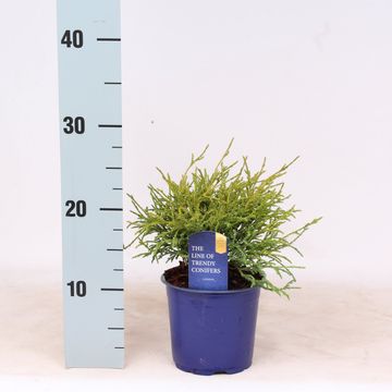 Chamaecyparis pisifera 'Filifera Nana'