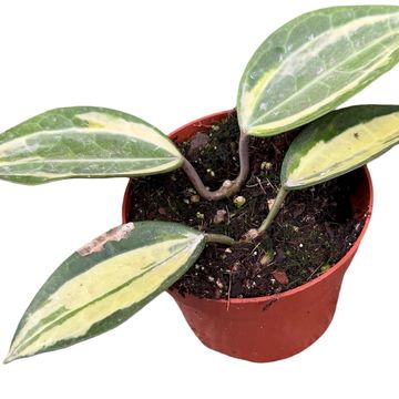 Hoya latifolia 'Pot of Gold'
