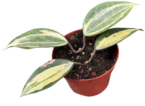 Hoya latifolia 'Pot of Gold'