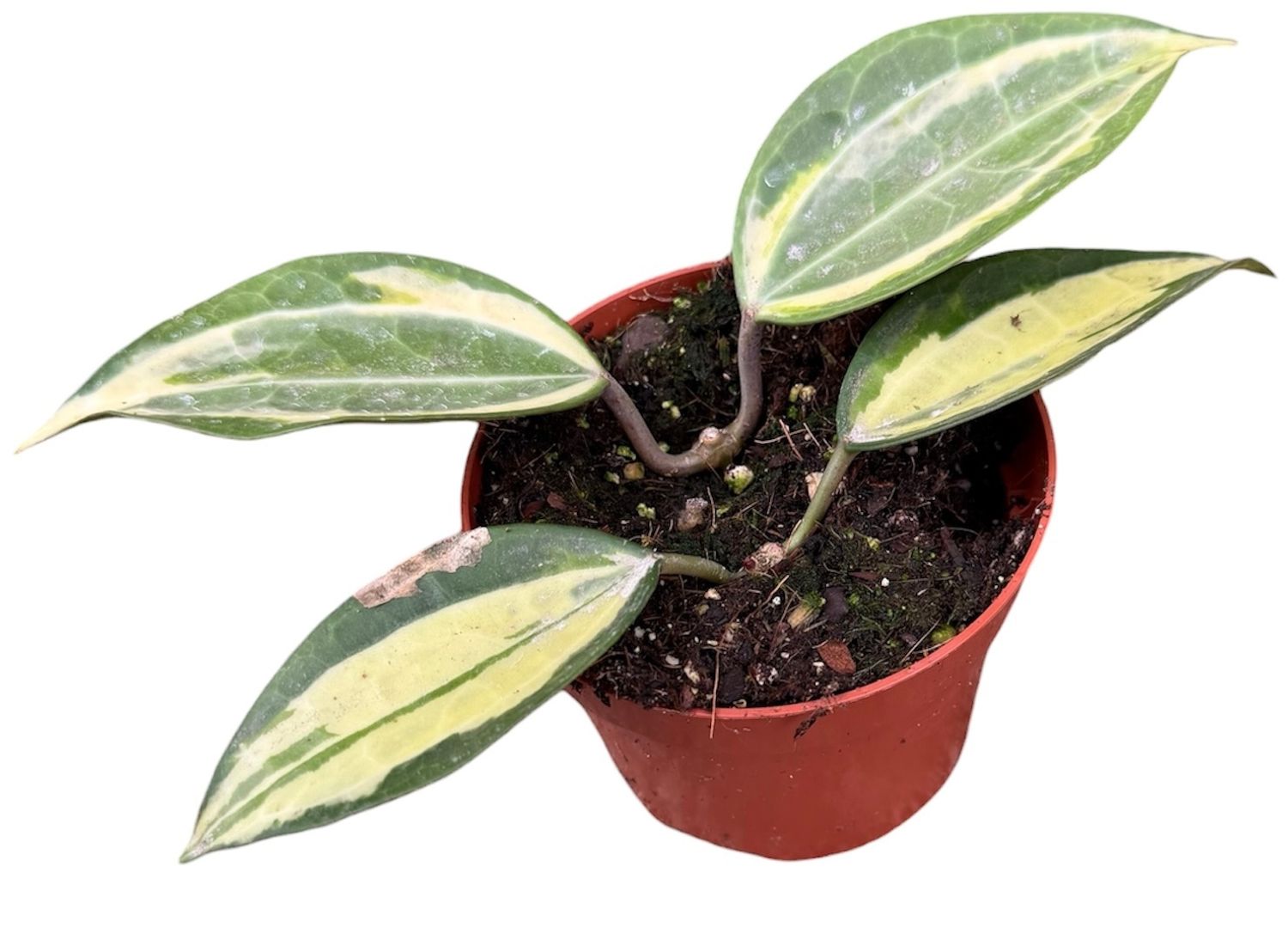 (S)ホヤ ポットオブゴールド Hoya latifolia 'Pot of Gold' — Рослини оптом FlorAccess