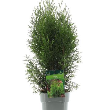 Thuja occidentalis 'Smaragd'