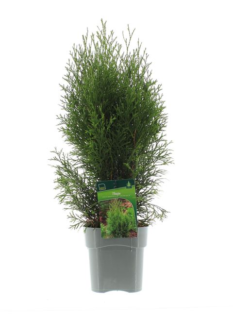 Thuja occidentalis 'Smaragd'