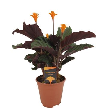 Calathea crocata TASSMINIA